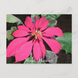 Kula Poinsettia Postcard