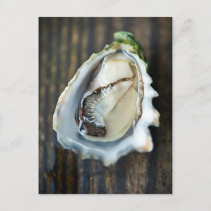 Kumamoto Oyster Postcard