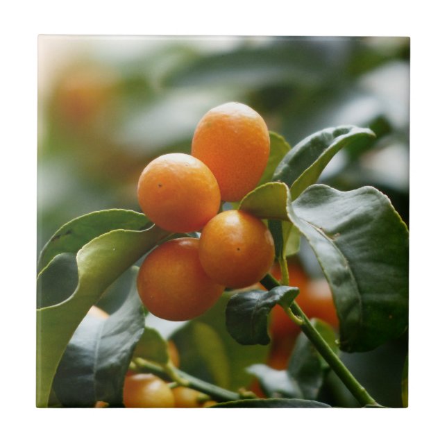 Kumquats on Kumquat Tree Branch Tile (Front)