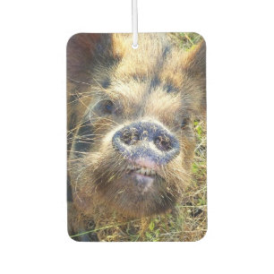 KuneKune Pig Car Air Freshener