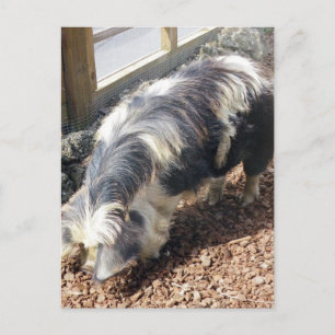Kunekune Pig Postcard