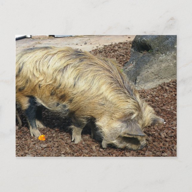 Kunekune Pig Postcard (Front)