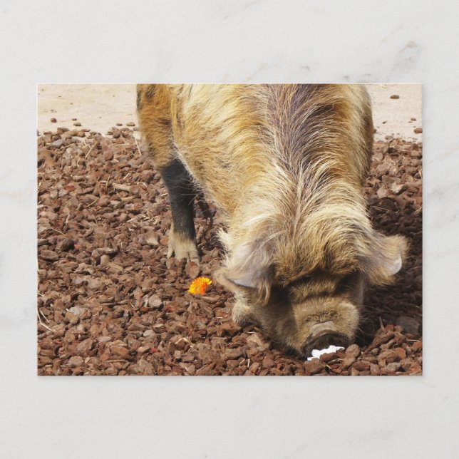 Kunekune Pig Postcard (Front)