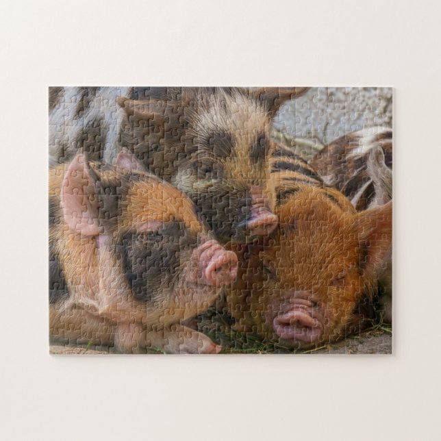 KuneKune Piglets Jigsaw Puzzle (Horizontal)