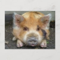 KuneKune Pigs