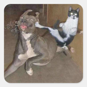 Kung Fu Kitty Square Sticker