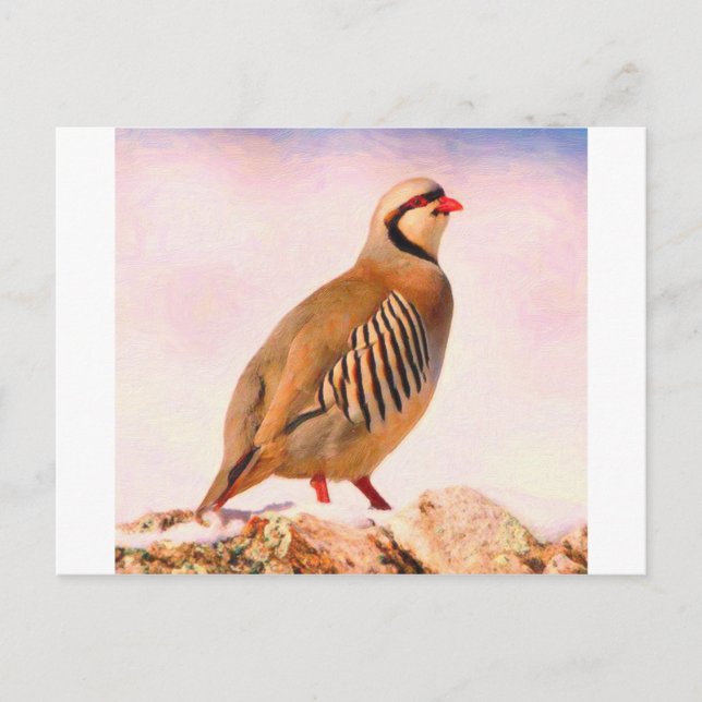 Kurdish Official Bird partridge Postcard (Front)