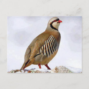 Kurdish Partridge Postcard