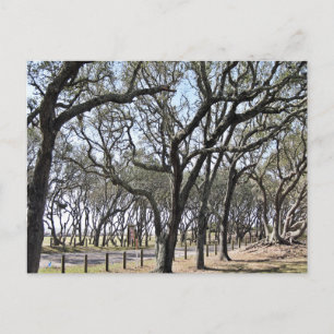 Kure Beach Oak Grove Nature Photography Postcard