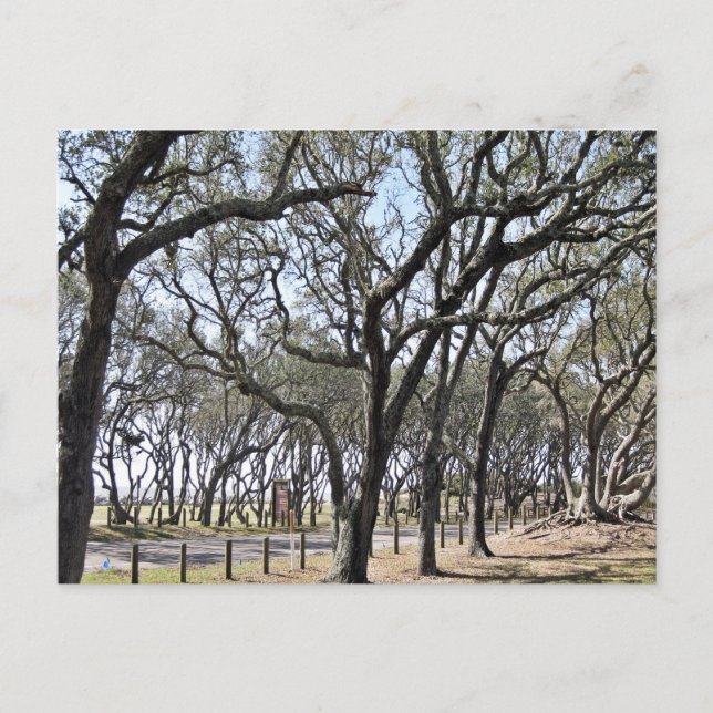 Kure Beach Oak Grove Nature Photography Postcard (Front)