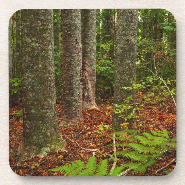 Kuri trees | New Zealand Coaster (Front)
