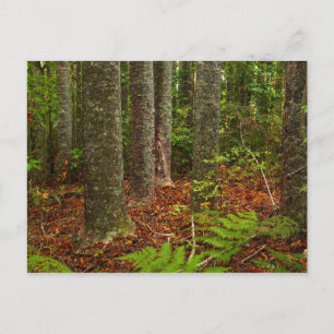Kuri trees New Zealand Postcard