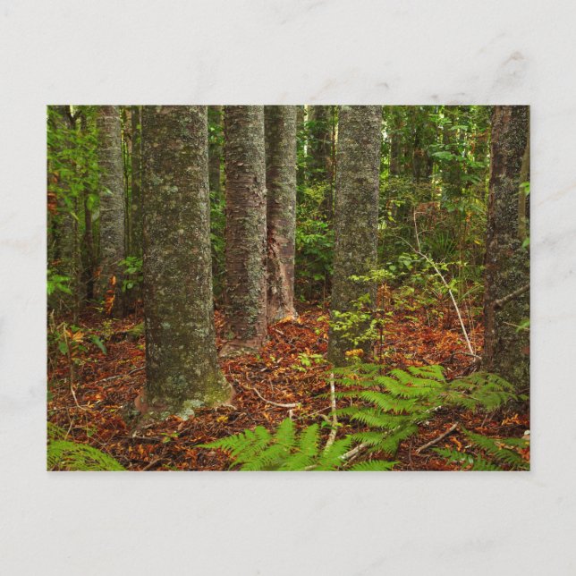 Kuri trees | New Zealand Postcard (Front)