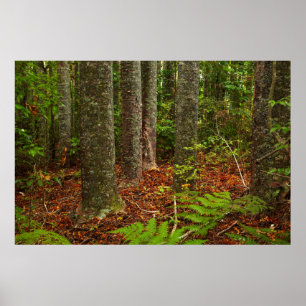 Kuri trees New Zealand Poster