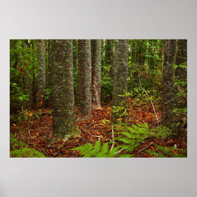 Kuri trees | New Zealand Poster (Front)