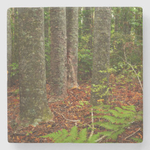 Kuri trees New Zealand Stone Coaster