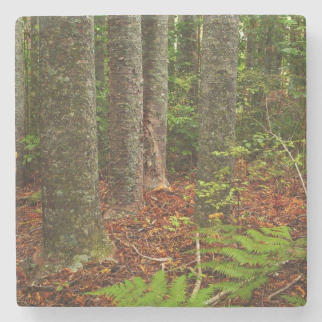 Kuri trees | New Zealand Stone Coaster (Front)