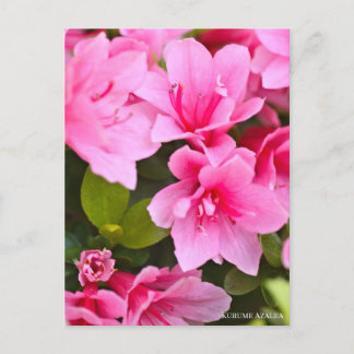Kurume Azalea Postcard