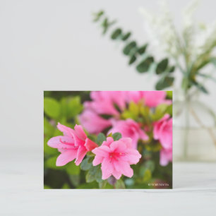Kurume Azalea Postcard