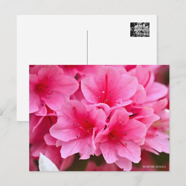 Kurume Azalea Postcard (Front/Back)