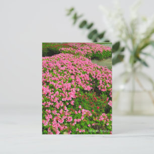 Kurume Azalea Postcard