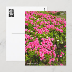 Kurume Azalea Postcard