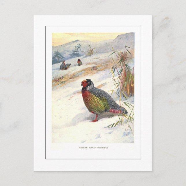 Kuser's Blood Partridge Postcard (Front)