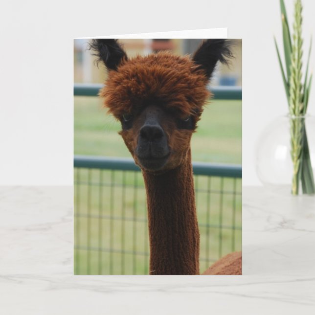 Kuzco Alpaca Greeting Card (Front)