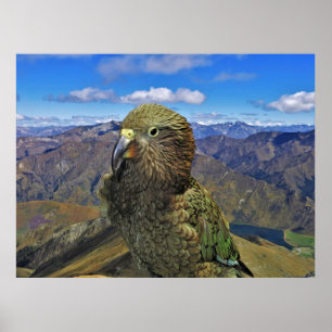 Kweenstown Kea Poster