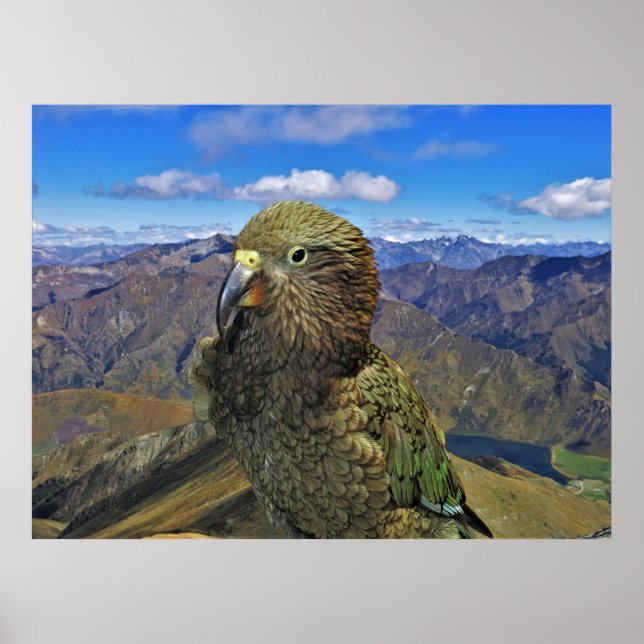 Kweenstown Kea Poster (Front)