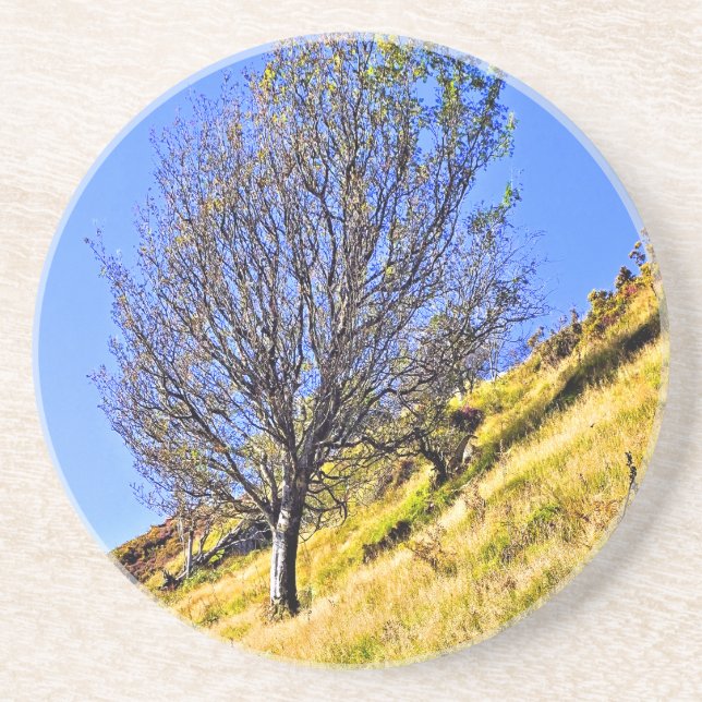 L0NE TREE COASTER (Front)