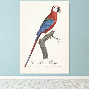 L' Ara Macao / Red and green Macaw  Canvas Print