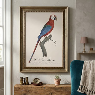 L' Ara Macao / Red and green Macaw  Photo Print