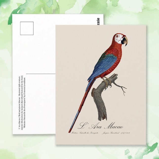 L' Ara Macao / Red and green Macaw  Postcard (Red-and-green Macaw, Ara chloropterus. Postcard)