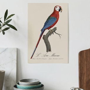 L' Ara Macao / Red and green Macaw  Poster