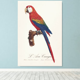 L' Ara Macao / Scarlet Macaw  Canvas Print