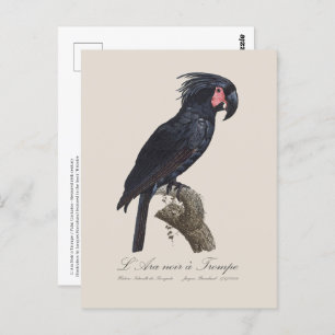 L' Ara Noir a Trompe / Palm Cockatoo Postcard