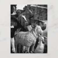 La Campagne à Paris rue Daguerre Sheep postcard