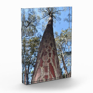 La Gerche Ponderosa Pine Acrylic Block