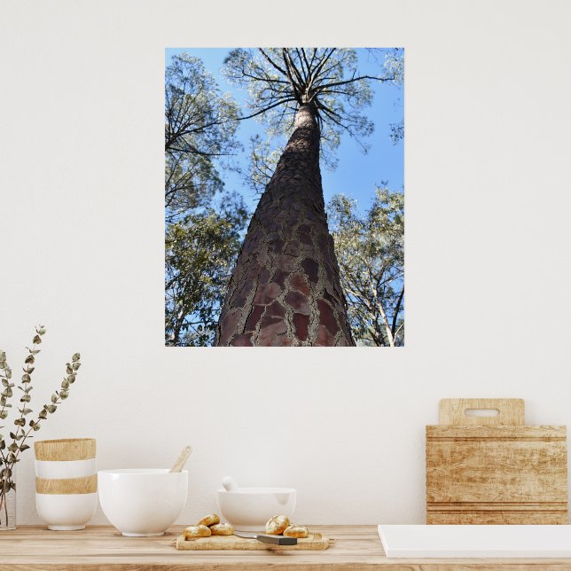 La Gerche Ponderosa Pine Poster (Kitchen)