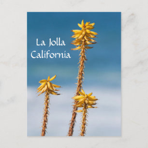 La Jolla Agave and Ocean Postcard