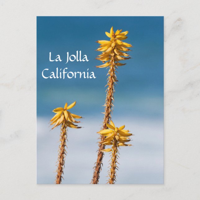 La Jolla Agave and Ocean Postcard (Front)
