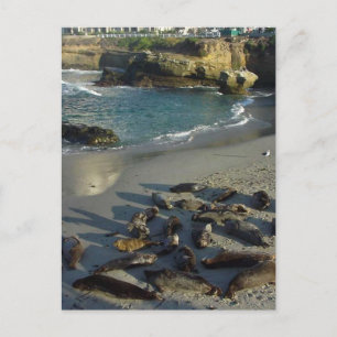 La Jolla Cove Beach Waves Sand Seals Postcard