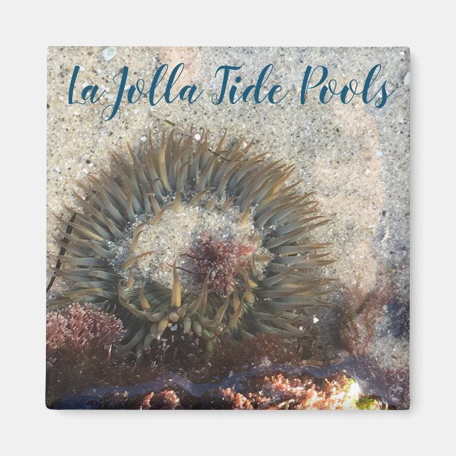 La Jolla Tide Pool Anemone Magnet (Front)