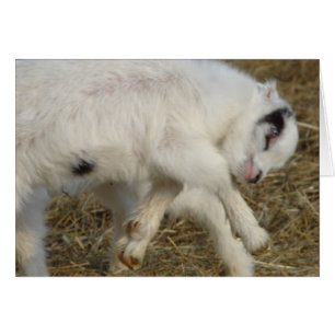 La Mancha Billy Kid At Play