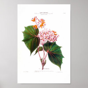 La Perinette Little Pink Flowers Vintage Botanical Poster