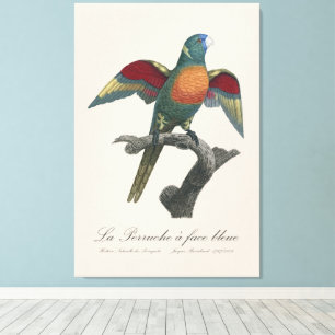 La Perruche a face bleue  Canvas Print