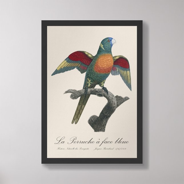 La Perruche a face bleue  Photo Print (Creator Uploaded)