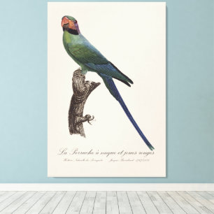 La Perruche a nuque et joues rouges  Canvas Print