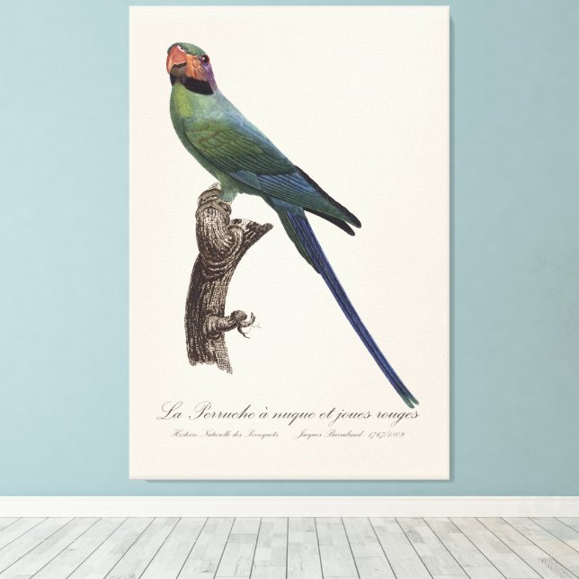 La Perruche a nuque et joues rouges  Canvas Print (Insitu(Wood Floor))